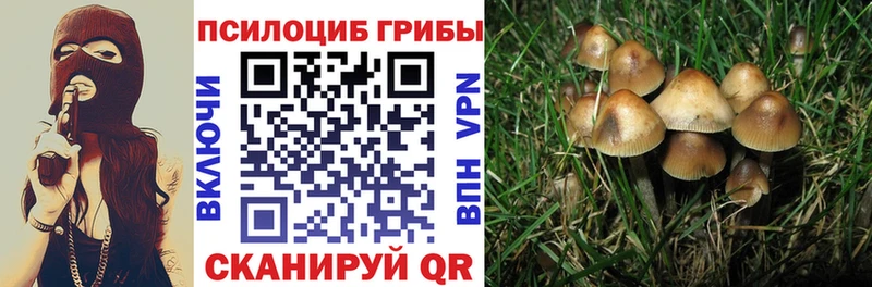 omg как войти  Алексин  Псилоцибиновые грибы Psilocybine cubensis 